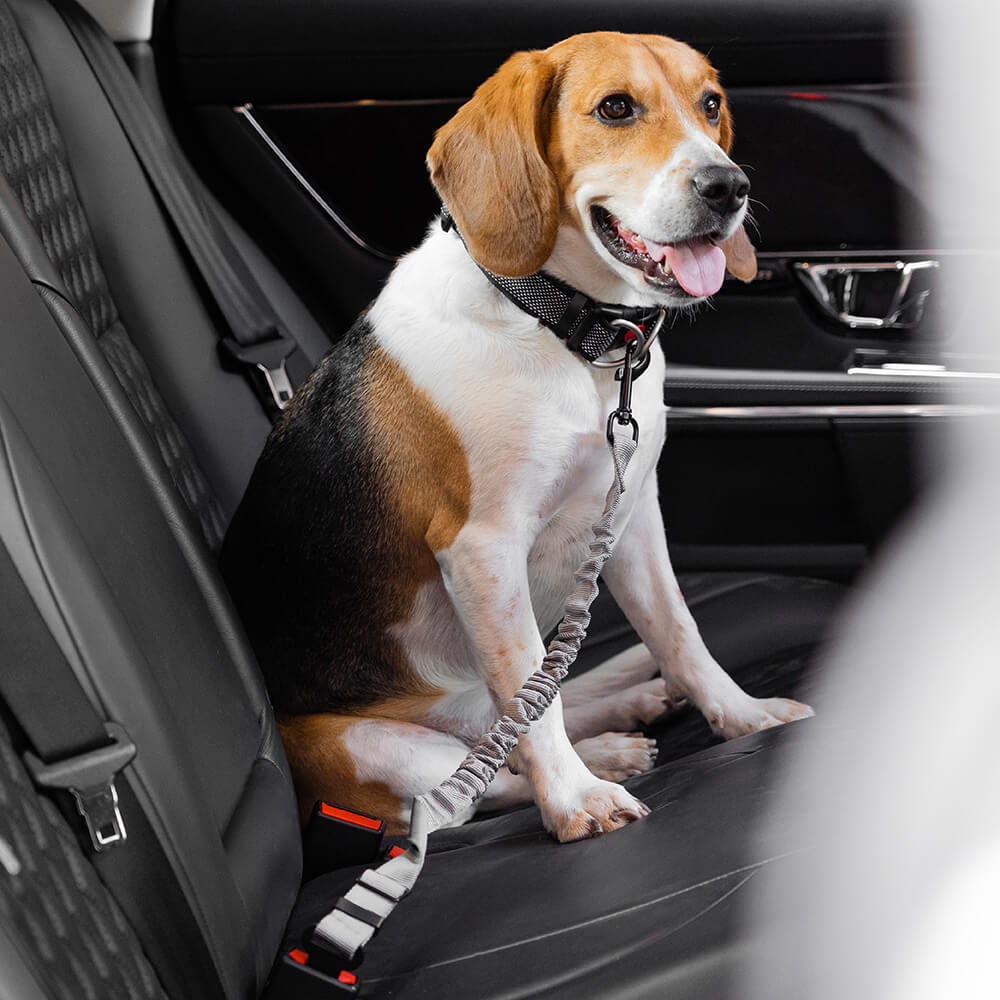 Cintura di sicurezza regolabile per cani freschi accessori per auto