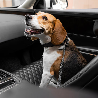 Cintura di sicurezza regolabile per cani freschi accessori per auto